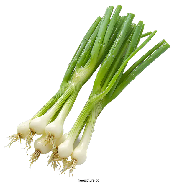[Transparent Background PNG]Fresh green spring onion