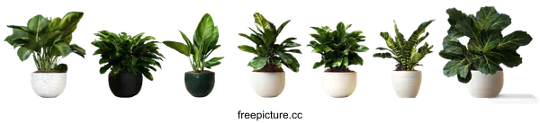 [Transparent Background PNG]Variety of Houseplants in Pots