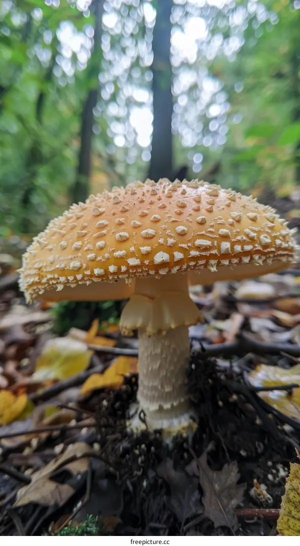 Close-up Photo of a Orange Fly Agaric Mushroom