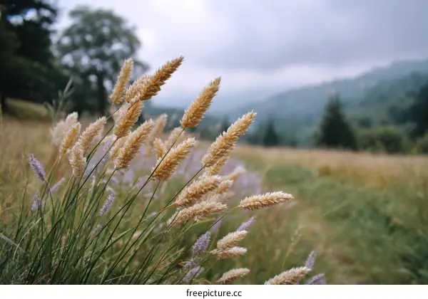 Golden Grass Field with Misty Mountains