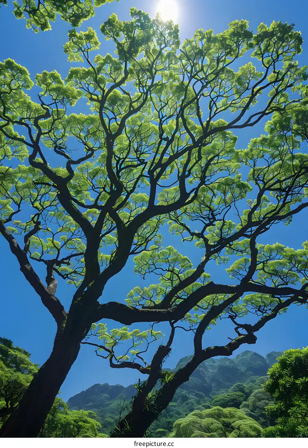 Sunlight through tree branches