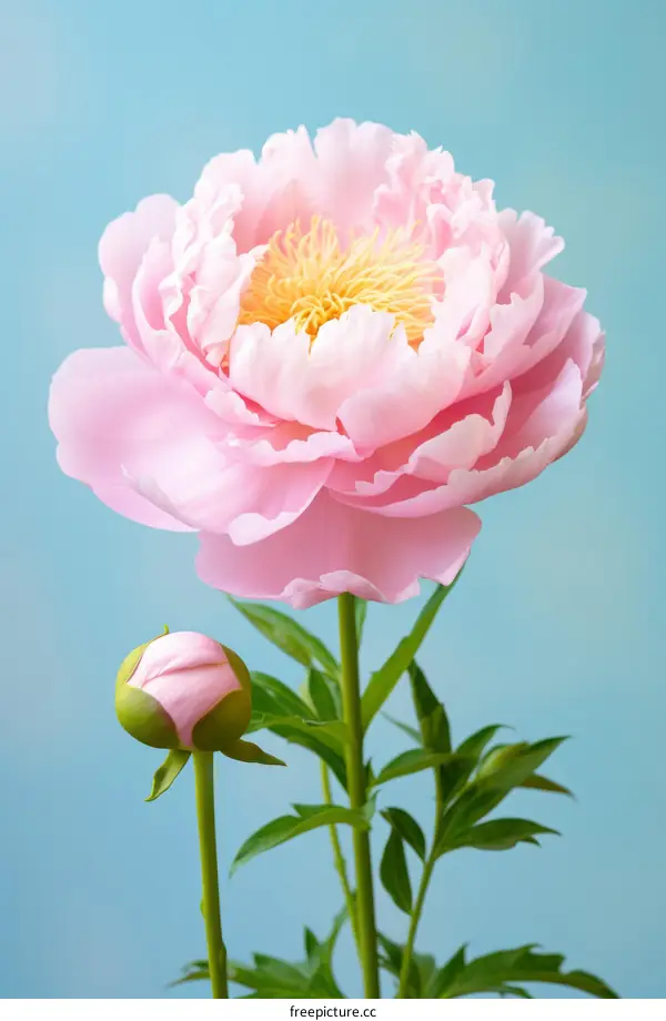 Pink Peony with Bud