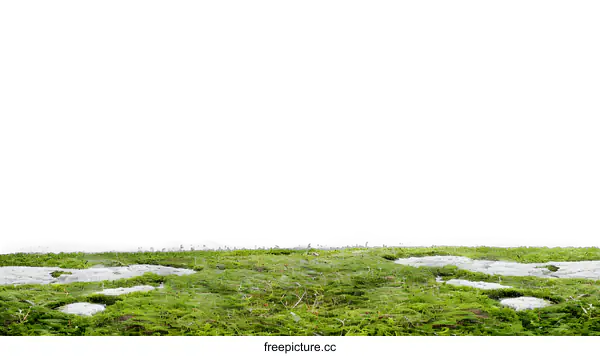 [Transparent Background PNG]Green Grass Field with White Sky