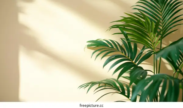 Sunlight and Shadow on a Palm Plant