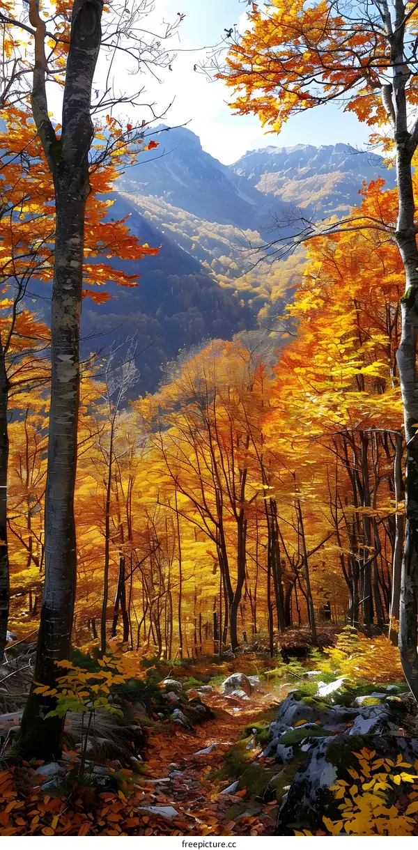colorful autumn forest with mountain in the distance