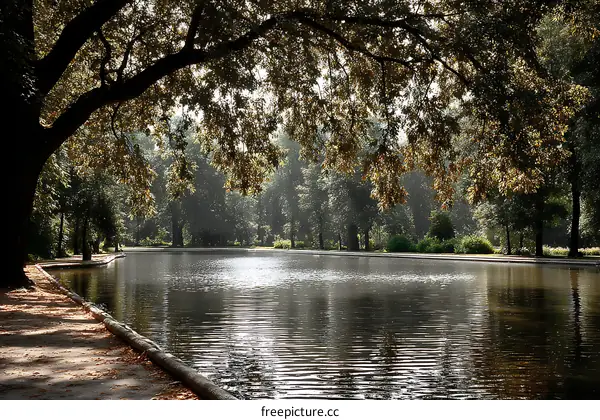 Tranquil Park Pond Beneath the Canopy of Trees