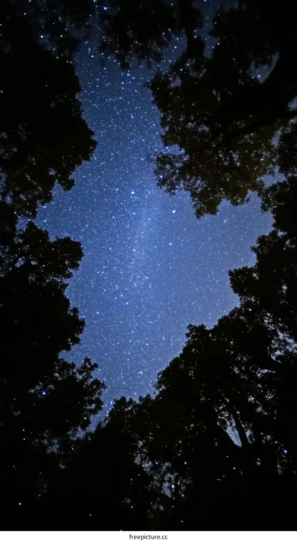 Starry Night Sky Framed by Trees