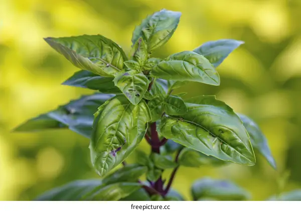 A close-up image of a green basil plant with serrated leaves and a blurred background