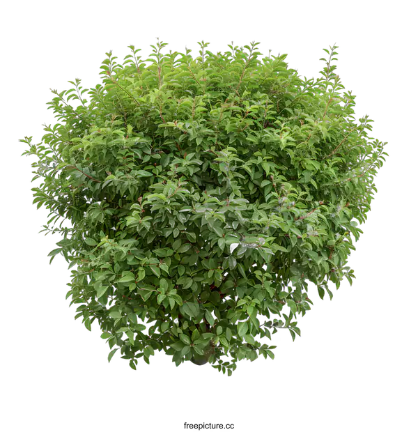 [Transparent Background PNG]Green Bush Isolated on White Background