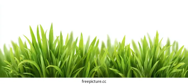 Fresh Green Grass Border on White Background