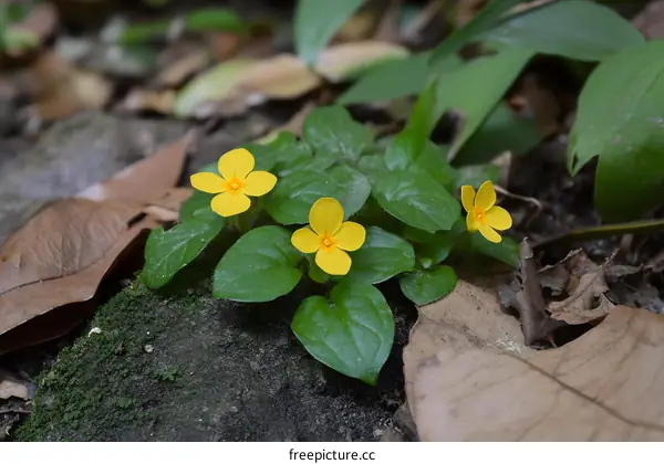 Close Up of Yellow Flowers Blooming in the Forest