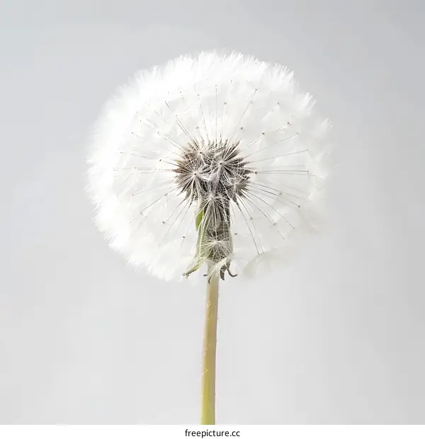 White Dandelion Closeup with Seeds Against a White Background