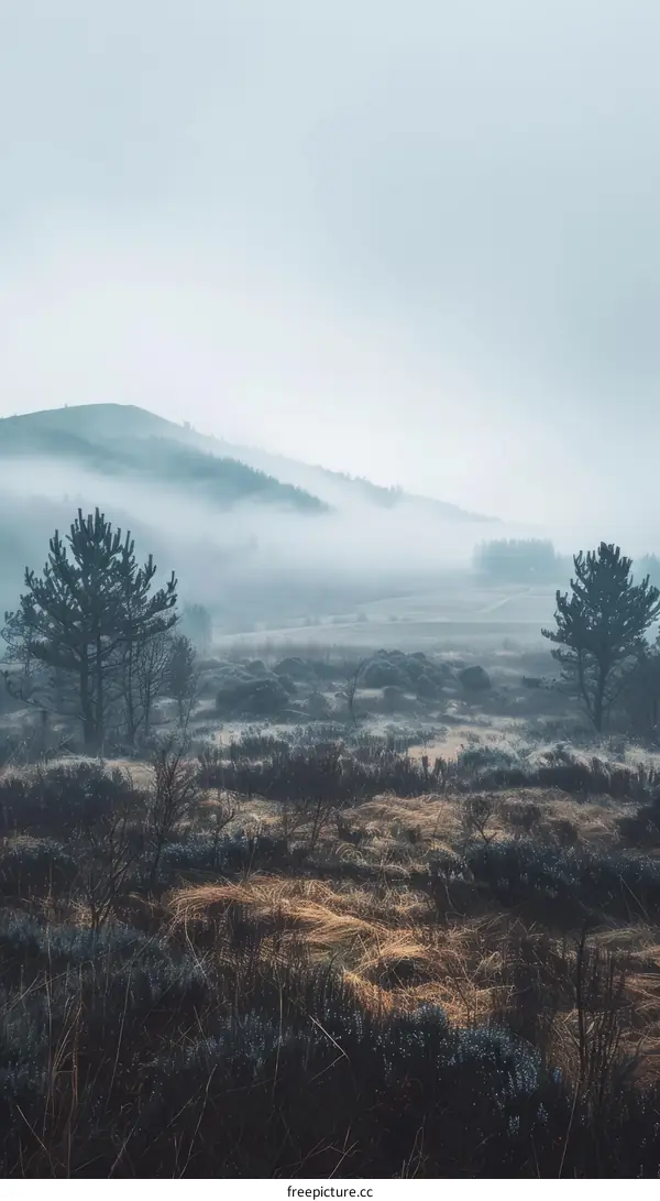 Foggy Mountain Forest with Pine Trees