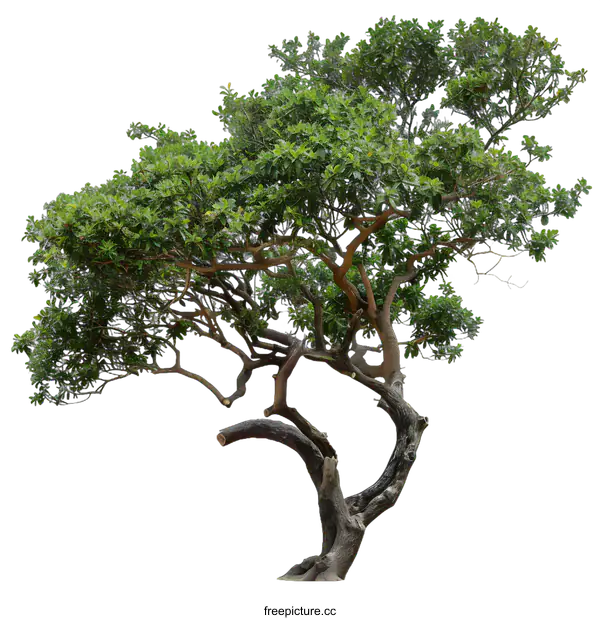 [Transparent Background PNG]Isolated Green Tree on White Background