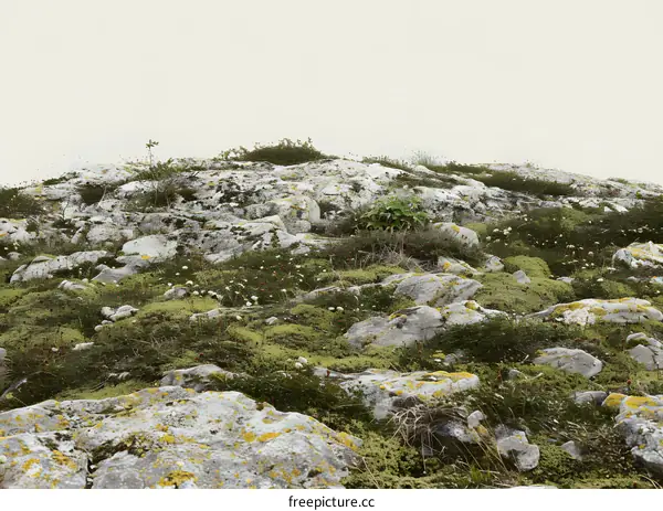 Rocky Landscape With Green Moss and Vegetation