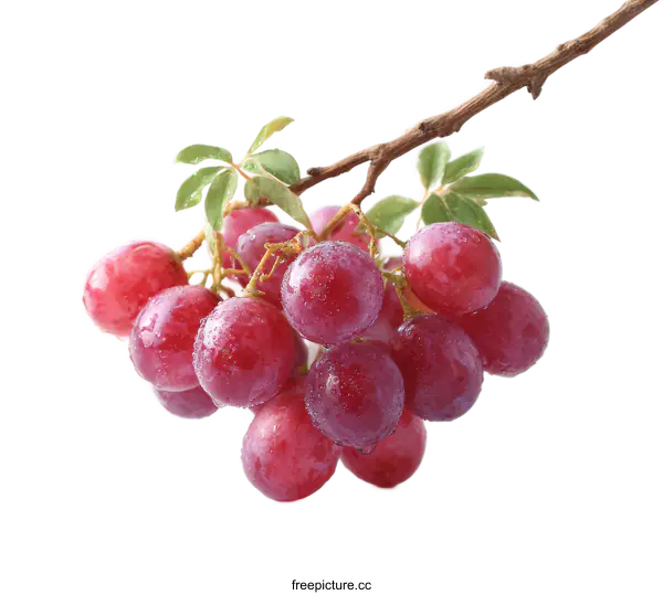 [Transparent Background PNG]Fresh Red Grapes on a Branch