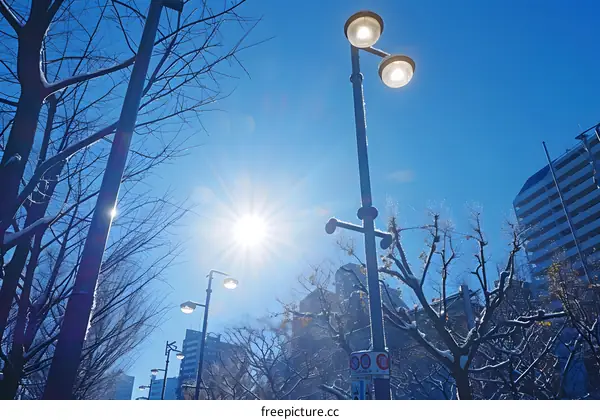 Looking up at the sun through the bare branches of trees in winter