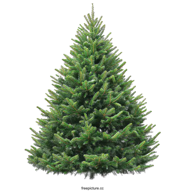 [Transparent Background PNG]Beautiful Christmas Fir Tree Isolated on White Background