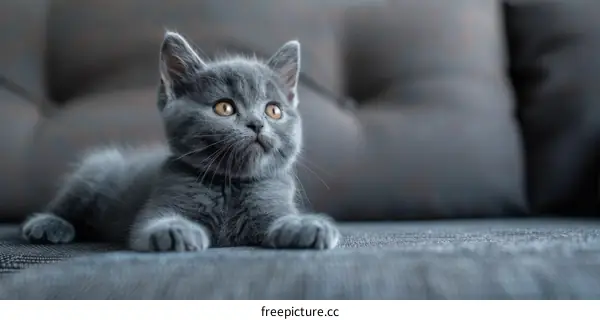 A cute small gray kitten on the sofa