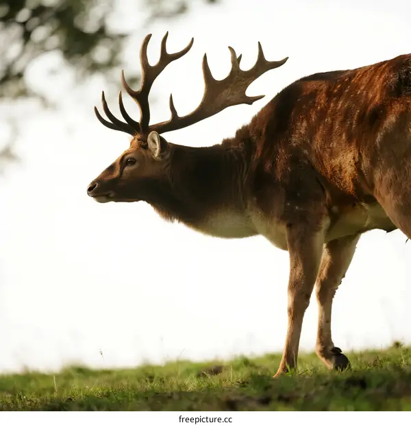 A majestic deer with large antlers standing on a green grassy field