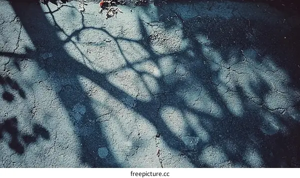 Tree Shadow on Grey Concrete
