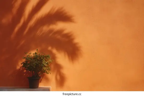Palm Tree Shadow on Orange Wall with Small Plant