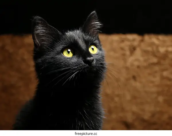 Close-up of a Black Kitten with Vivid Eyes