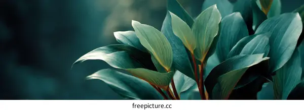 Closeup of Lush Green Leaves with Dark Background