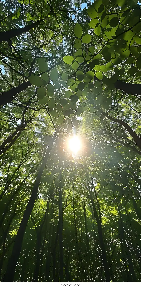 Sunlight through the trees canopy