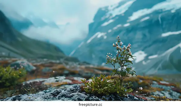 Small Wildflower Growing on a Mountain Rock