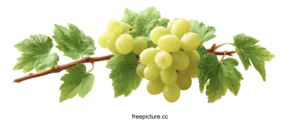 [Transparent Background PNG]Fresh Green Grapes on Vine