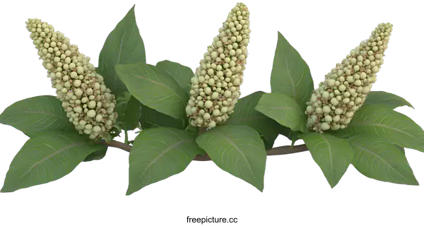 [Transparent Background PNG]Green Branch with Round White Flower Buds