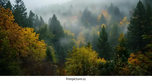 Autumn Forest with Fog and Mist