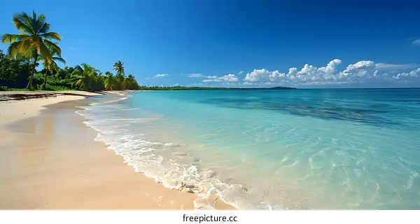 Beautiful beach with palm trees and white sand
