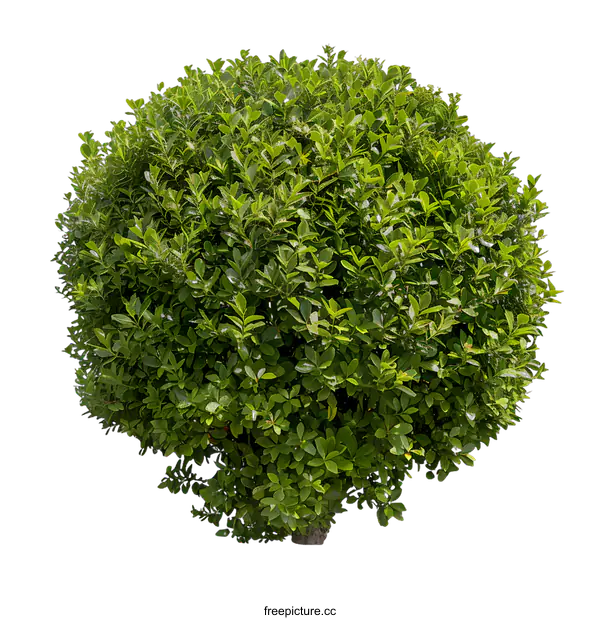 [Transparent Background PNG]Green Bush with Leaves Isolated on White Background