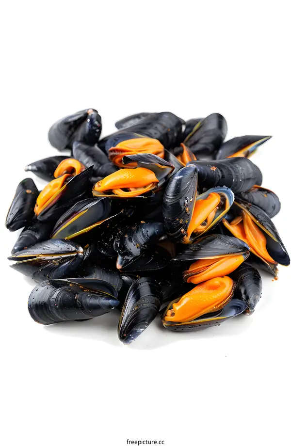 Fresh Mussels on a White Background