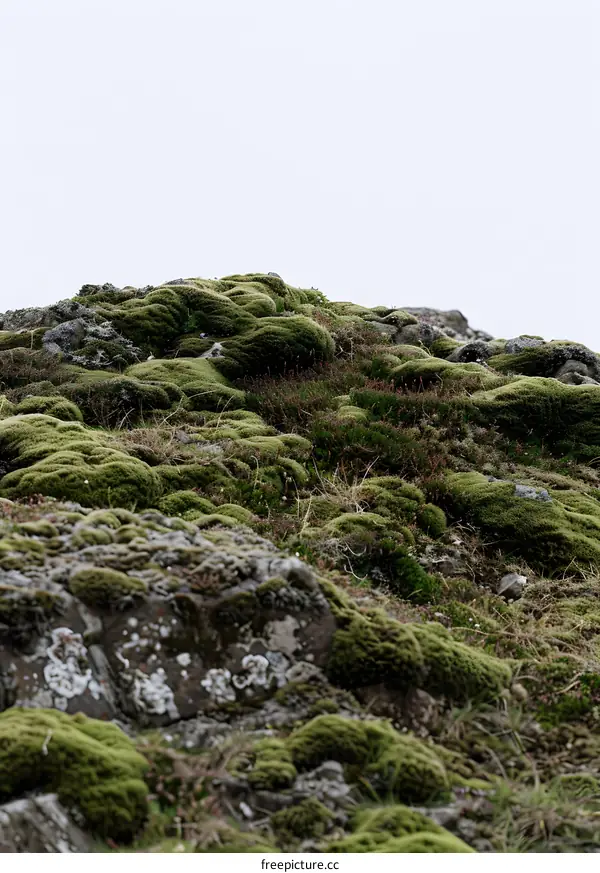 Green Moss Covered Rocky Hillside