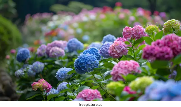 Close Up Of Colorful Hydrangeas In Bloom