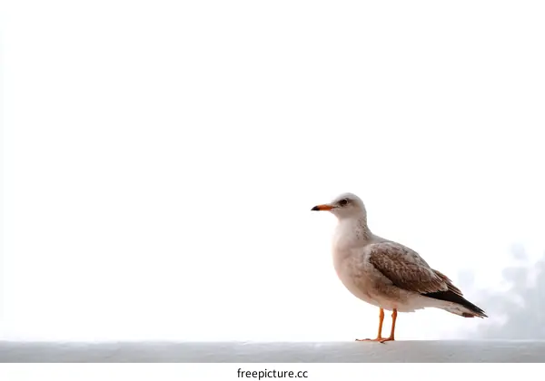 A Seagull Standing on a White Surface Against a White Background