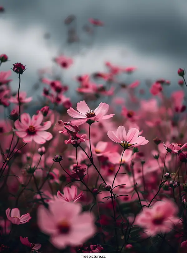 Pink Cosmos Flowers Field Under Cloudy Sky