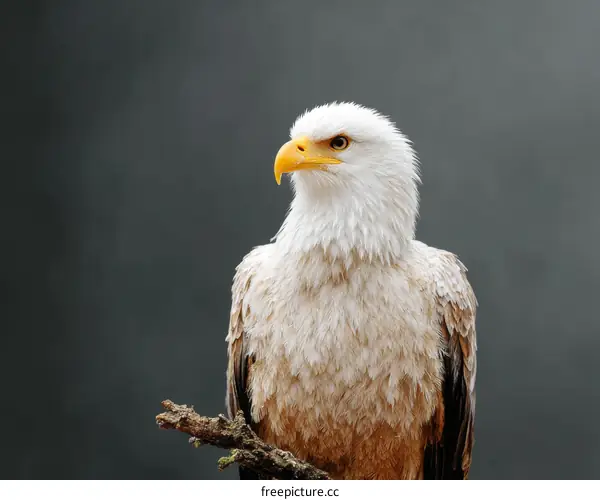 Majestic White Eagle Perched on a Branch