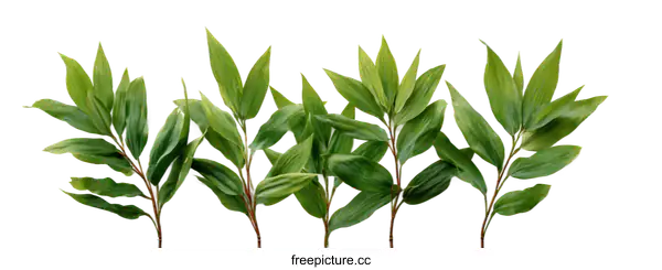 [Transparent Background PNG]Fresh Green Leaves Arrangement on White Background