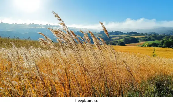 Golden Grassy Field with Rolling Hills
