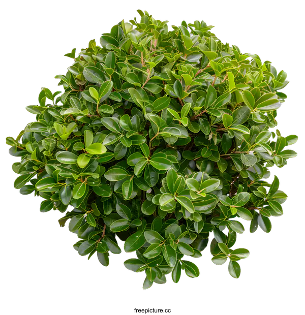 [Transparent Background PNG]Green Bush with Lush Leaves Isolated on White Background