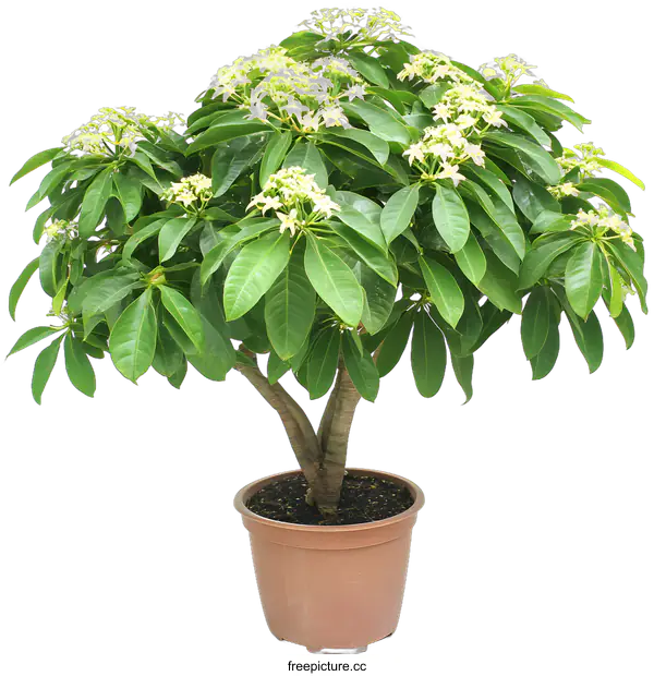 [Transparent Background PNG]Green Plant With White Flowers in Brown Pot