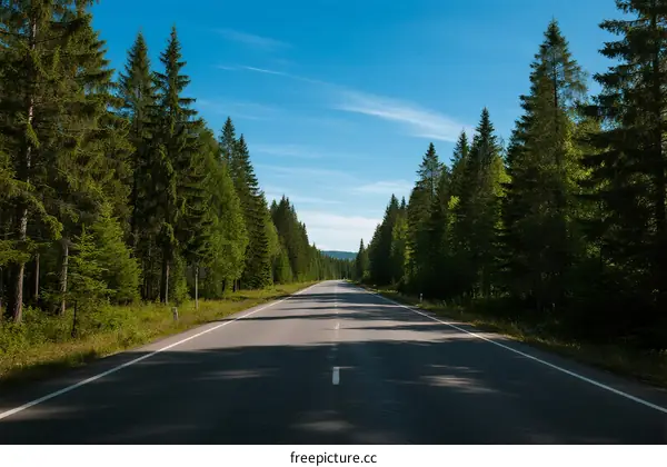 A peaceful road surrounded by lush green pine trees under a clear blue sky