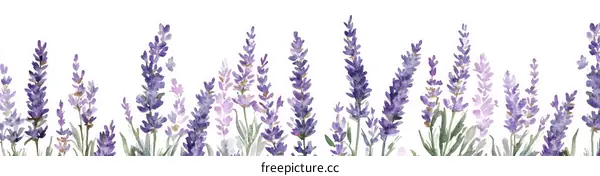 Lavender Watercolor Illustration Border Design