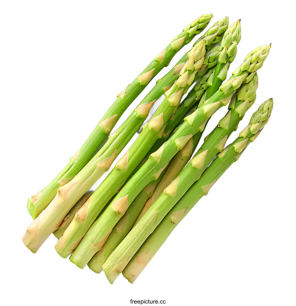 [Transparent Background PNG]Fresh Asparagus Spears on White Background
