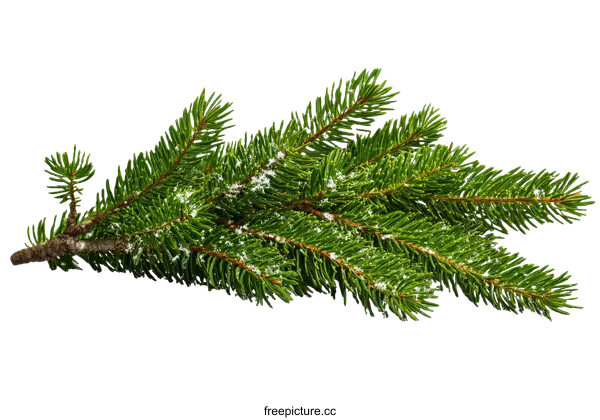 [Transparent Background PNG]Winter Fir Branch with Snow Decoration