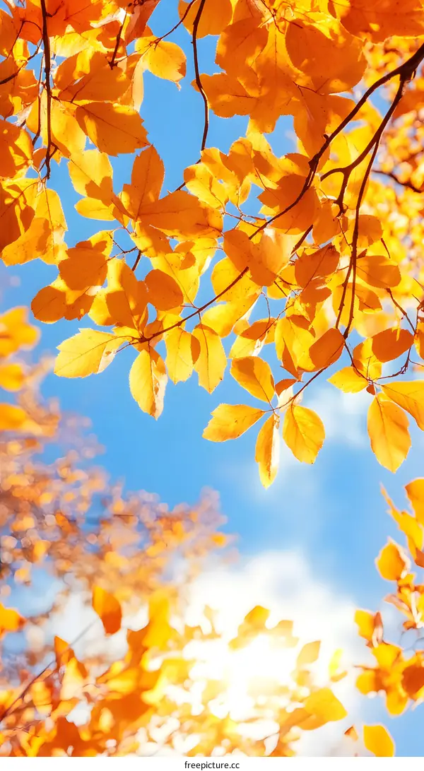 Golden Leaves against Blue Sky in Autumn